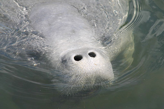 manatee snout poking above water