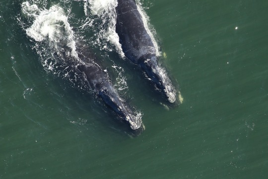 Right whales below the surface. Photo by Clearwater Marine Aquarium Research Institute under NOAA permit #26919. 