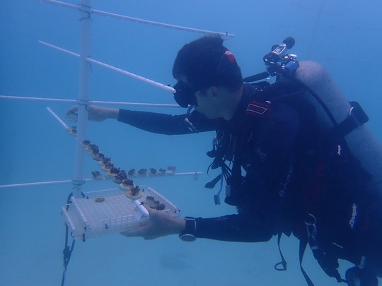 diver at a pvc coral nursery