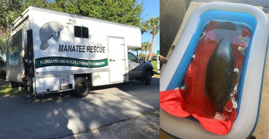 manatee rescue truck and manatee in a pool for transport