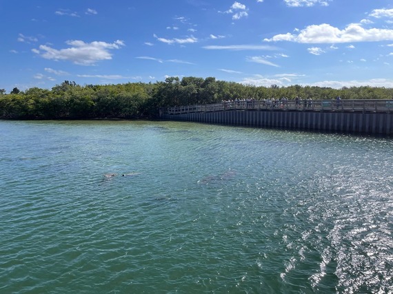 Image of waterway with manatee noses poking above the water and a boardwalk with guests observing them.