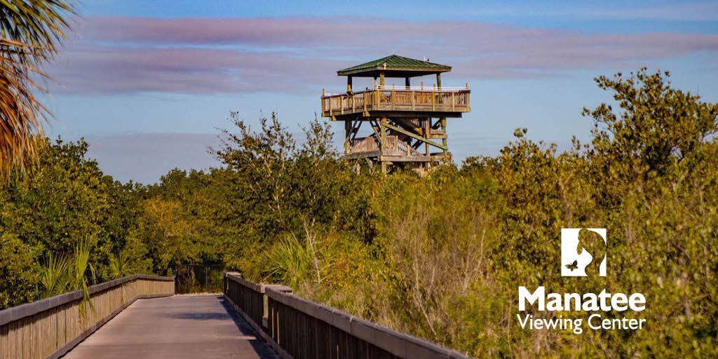 Image of a wooden tower and boardwalk amid leafy mangroves.