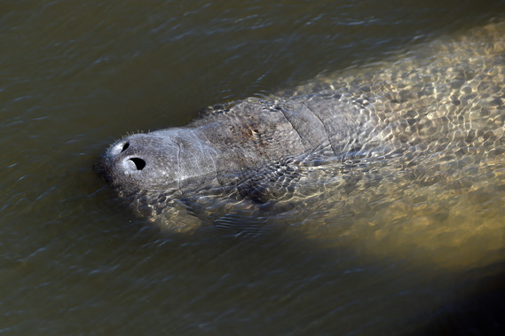 Image of a large gray animal in the water with a bulbous nose and nostrils open above the water line.