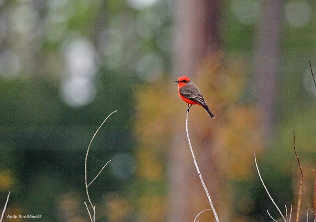 A small bird with a bright red underside and dark back and wings perches on a pale twig tip.