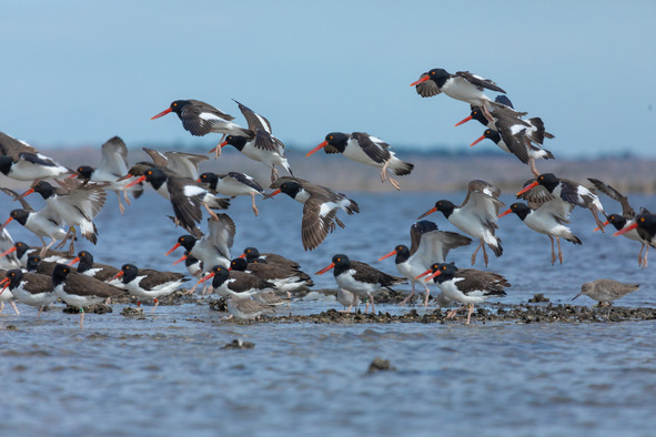 A flock of American oystercatchers takes flight from an oyster reef