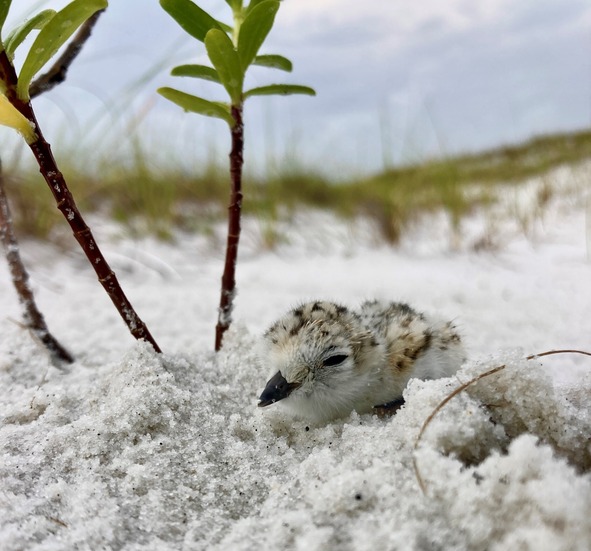 A downy plover chick rests in the sand near some vegetation