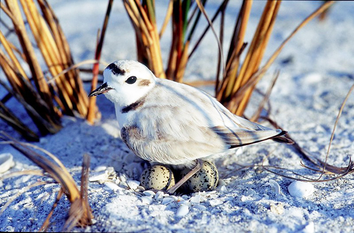 snowy plover on nest