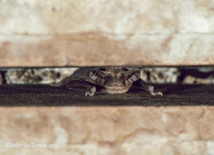 bat peering out of structure
