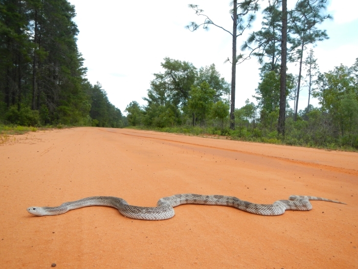 Snake crossing a road