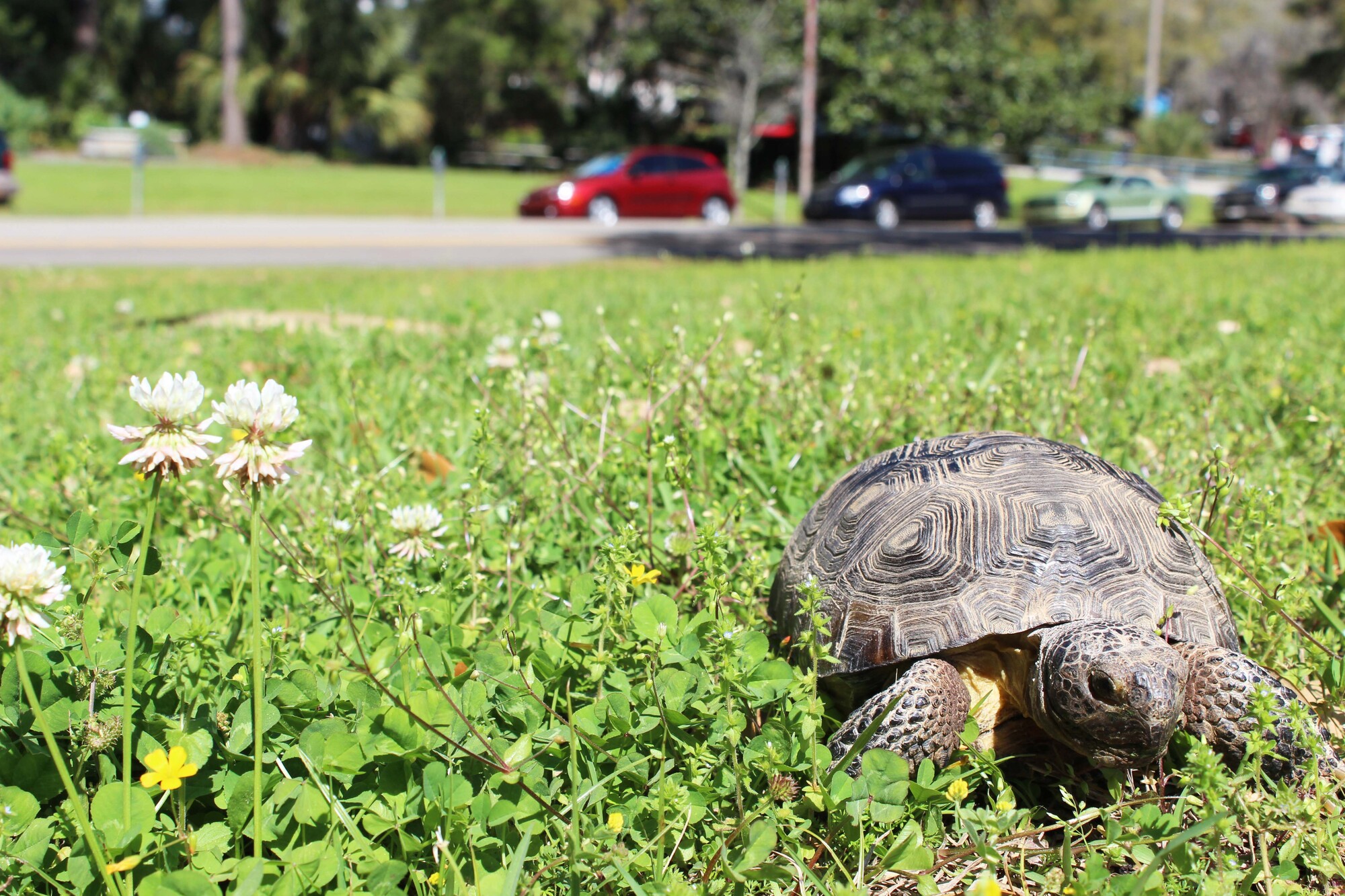 Tortoise eating in grassy urban environment