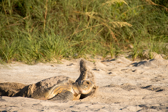 sea turtle nesting