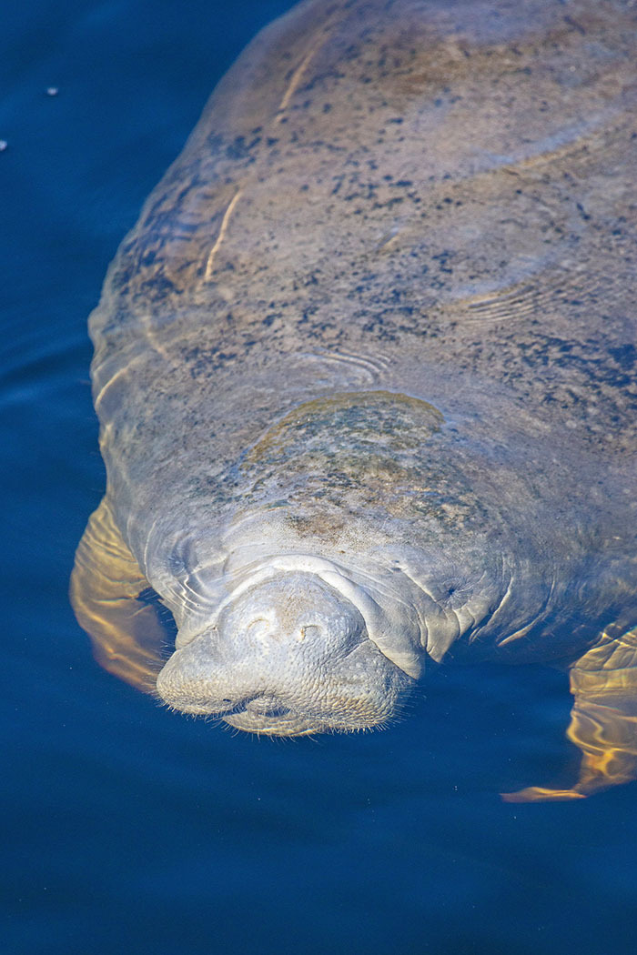 manatee face and part of body coming up for a breath