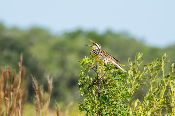 An Eastern Meadowlark sitting on a foliated branch, beak opened wide in song.