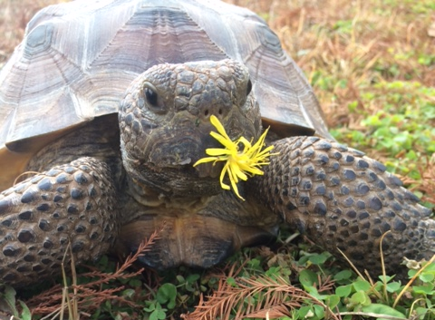 Tortoise with flower in its mouth