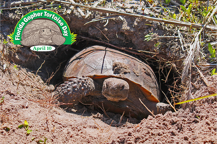 gopher tortoise exiting burrow with Florida Gopher Tortoise Day logo