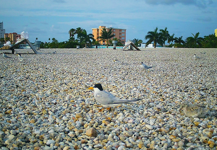 Pebbled rooftop with least tern and well-camouflaged chick in the foreground
