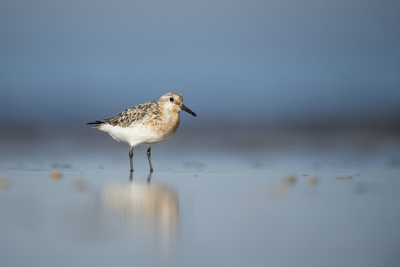 A sanderling stands in the foreground of a blurred shore.