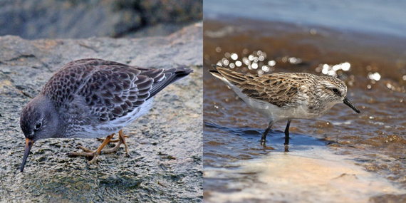 Left, a purple sandpiper dips its beak towards the ground. Right, a semipalmated sandpiper gazes into the shallow water where it stands.