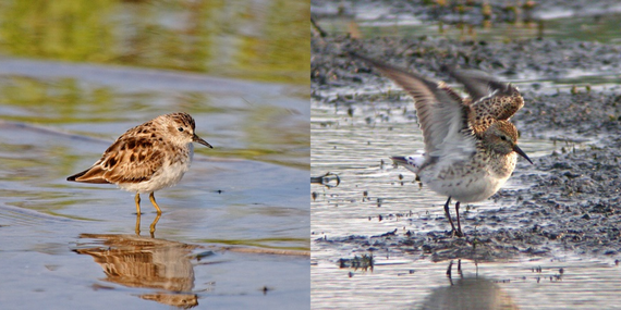 Left, a least sandpiper wades in shallow water. Right, a white-rumped sandpiper raises its wings pre-flight, exposing its tell-tale white feathers.