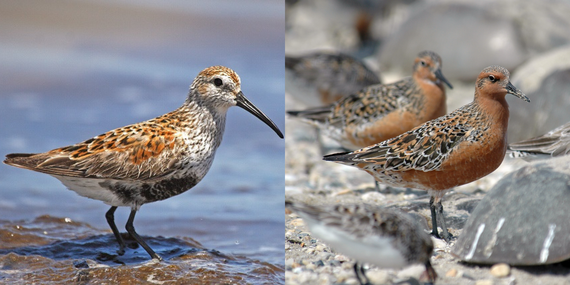 Left, a dunlin stands in toe-deep water. Right, two red knots on a pebbly shore.