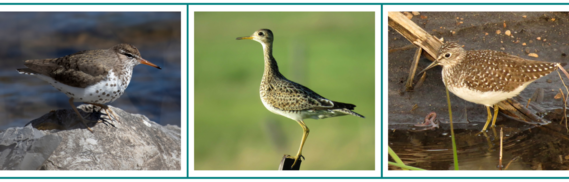 Left, a spotted sandpiper perched on a rock. Center, and upland sandpiper stands tall. Right, a solitary sandpiper strolls on a muddy shore.