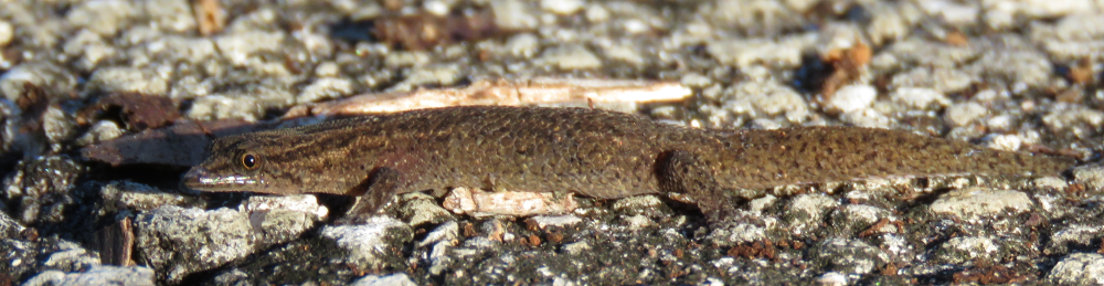 Reef gecko walking on concrete