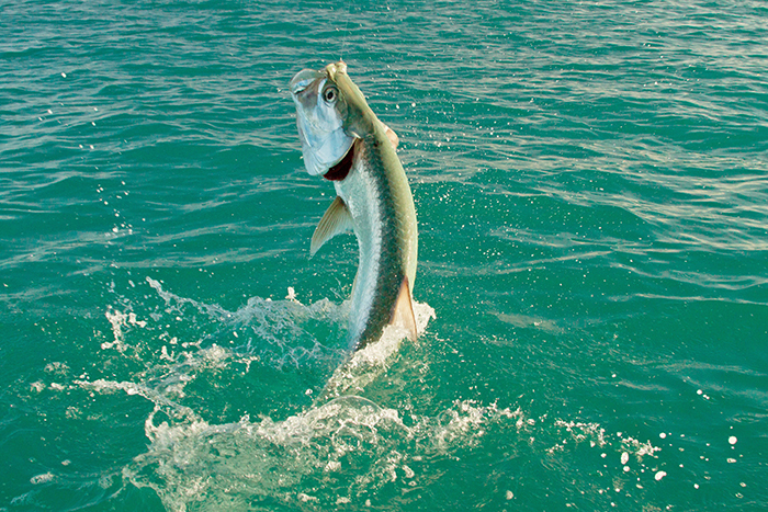 hooked tarpon leaping out of water