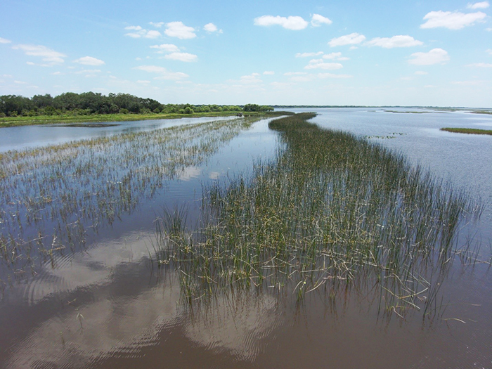 plants visible in water