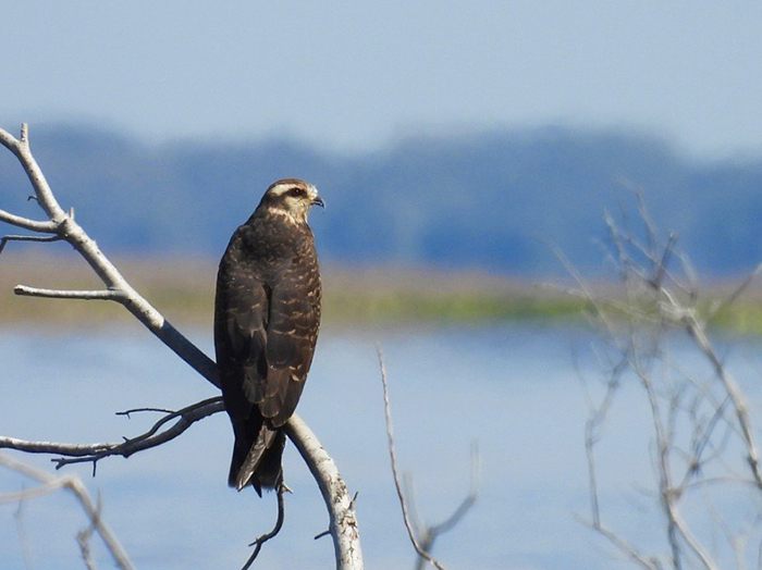 everglade snail kite sitting on branch overlooking water