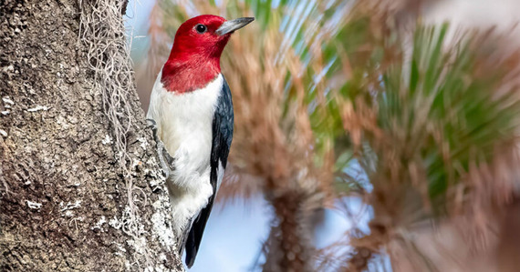 A redheaded woodpecker perched on the side of a tree trunk, in side profile.
