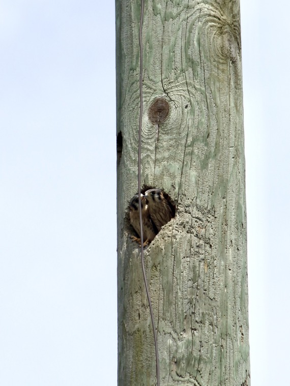 A pair of kestrels poking their heads out their nest cavity.