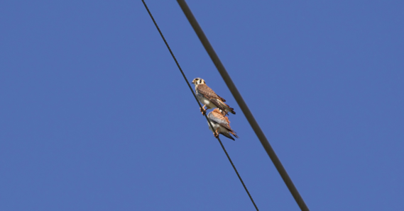 Two kestrels perch on a powerline. One sits in profile while the other has its head turned.