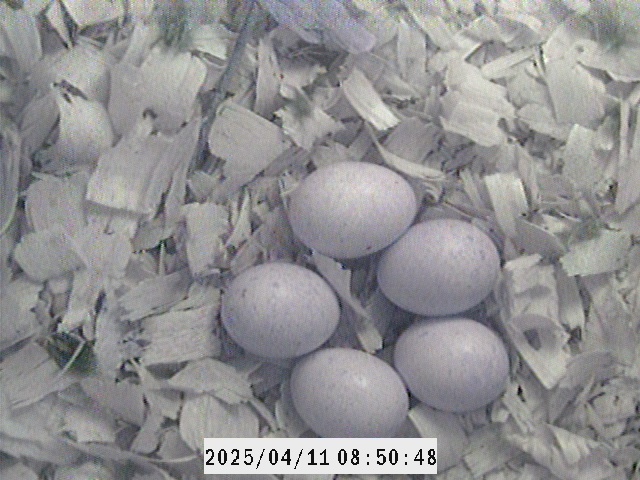 A clutch of five kestrel eggs on a bed of wood shavings.