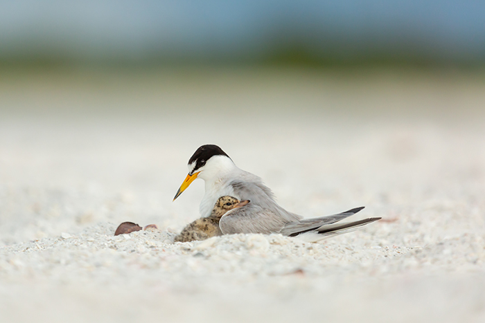 least tern with chick by Brittney Brown
