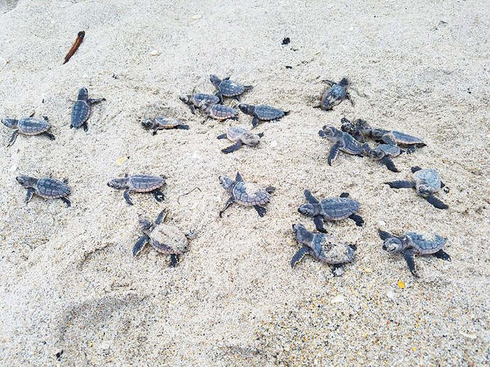 loggerhead sea turtle hatchlings on beach