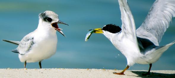 Least tern chick being fed by an adult