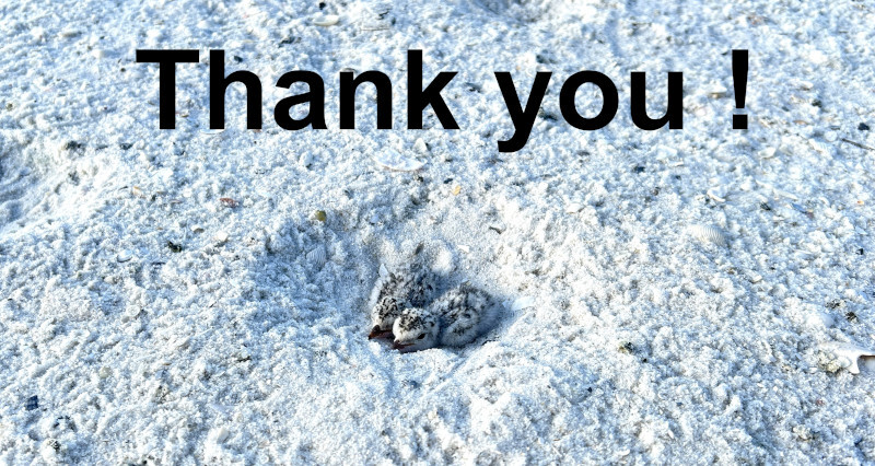 Two least tern chicks on a scrape. The captions "Thank you" hover above them. 