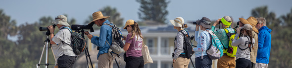 Volunteers at a beach looking through scopes as they survey shorebirds 