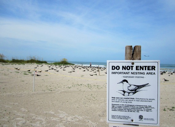A posted shorebird nesting area. A sign with an image of a tern sitting on eggs says "Do not Enter, Important Nesting Area."