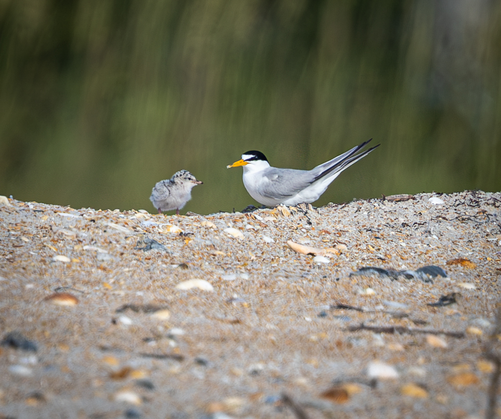 An Least Tern chick and an adult sit facing each other on a sandy, stone-strewn shore.
