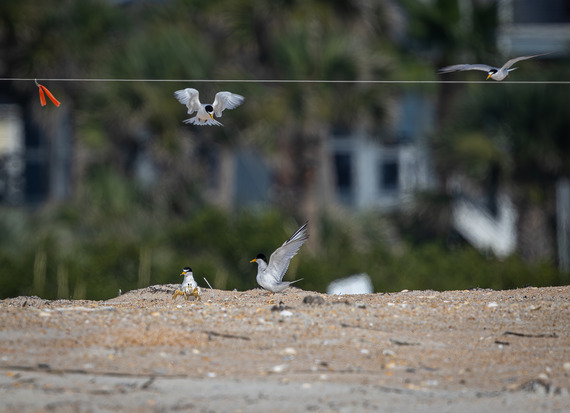 Least terns flying over a nest on sandy terrain.