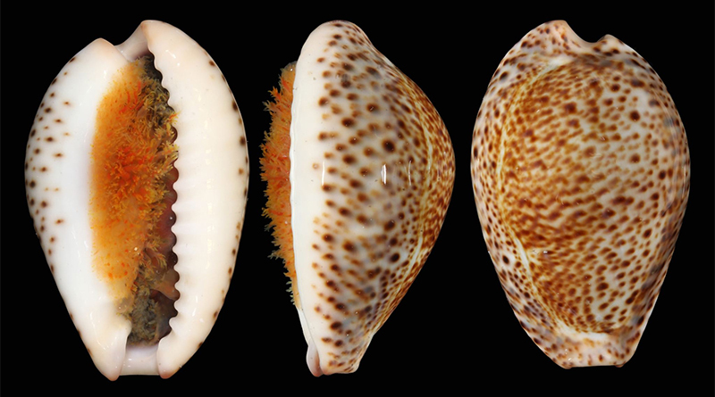 thrush cowrie
