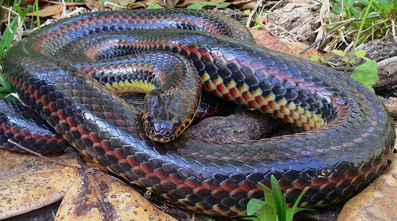 rainbow snake