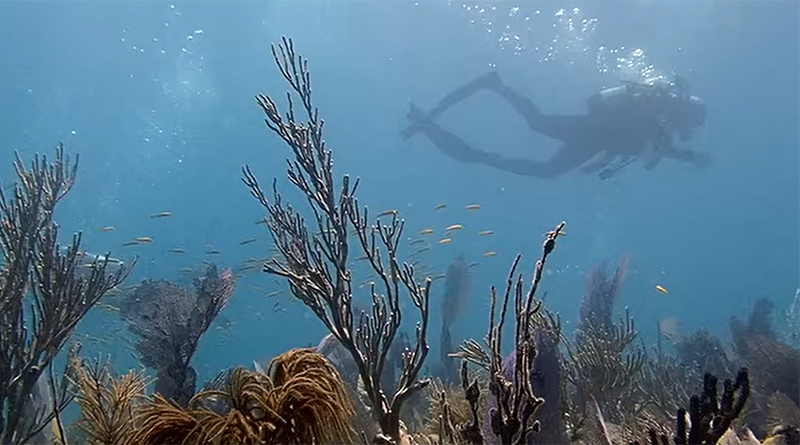 underwater view of coral reef with diver in background