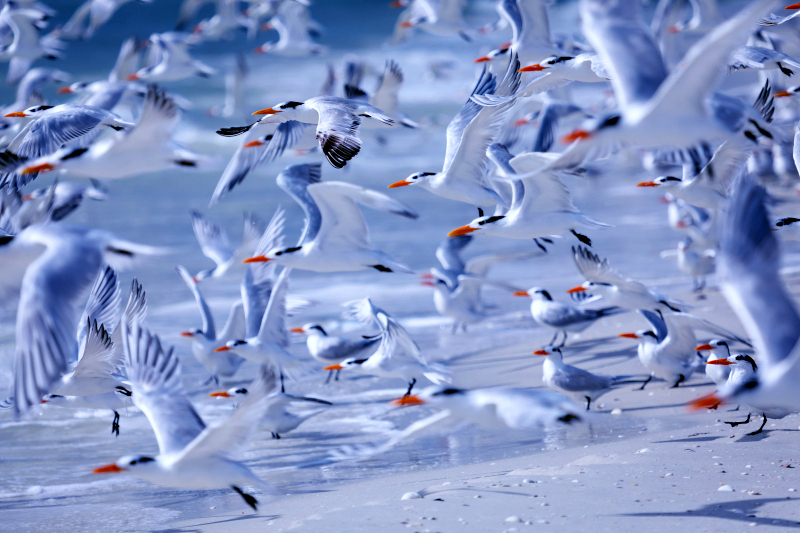 A flock of royal terns taking off, seen from up close.