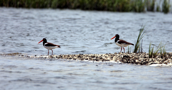 Two American oystercatchers walking near the waterline along a shell rake.