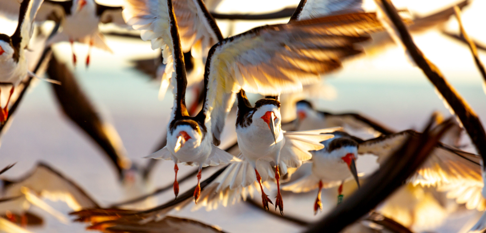 Black skimmers in a close up image flying towards observer