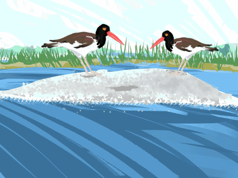 Illustration of two American oystercatchers standing on a shell rake