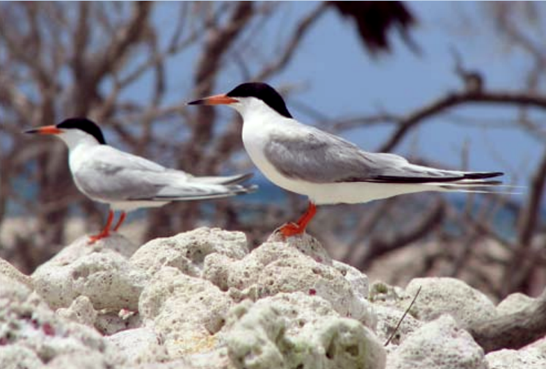 Two roseate terns perched on a rock