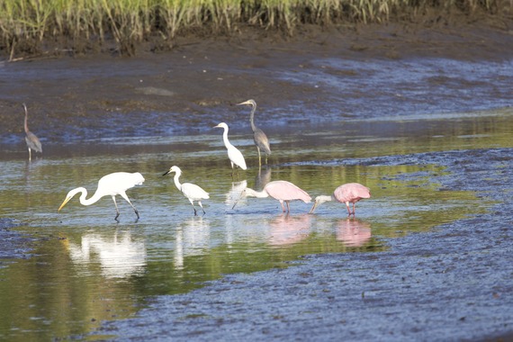 Egrets, herons and Roseate Spoonbills wade and feed in Egan's Creek.